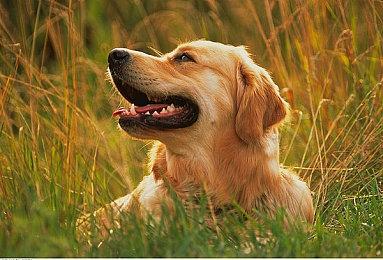 《英雄联盟》电竞世界杯 T1和TES晋级总决赛